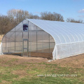 Single-Span Greenhouses With Hydroponics Growing System